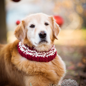 Cowls for Dogs