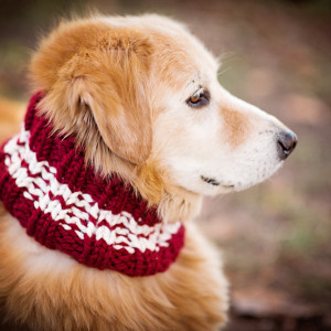 Cowls for Dogs