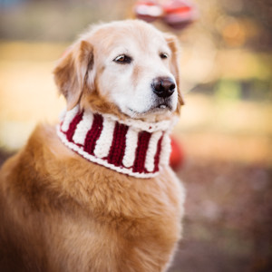 Cowls for Dogs