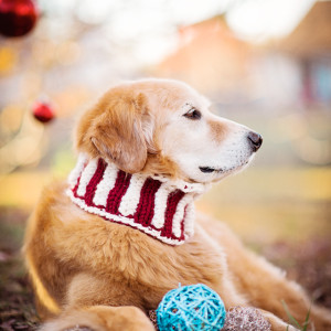 Cowls for Dogs