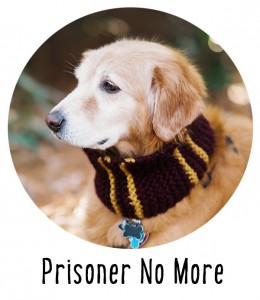 Prizoner No More Dog Cowl Ready to Wear from Pattymac Knits