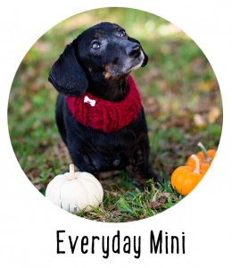 easy knitting pattern for dogs