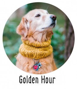 Golden Hour Dog Cowl Ready to Wear from Pattymac Knits