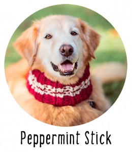 Peppermint Stick Dog Cowl Ready to Wear from Pattymac Knits