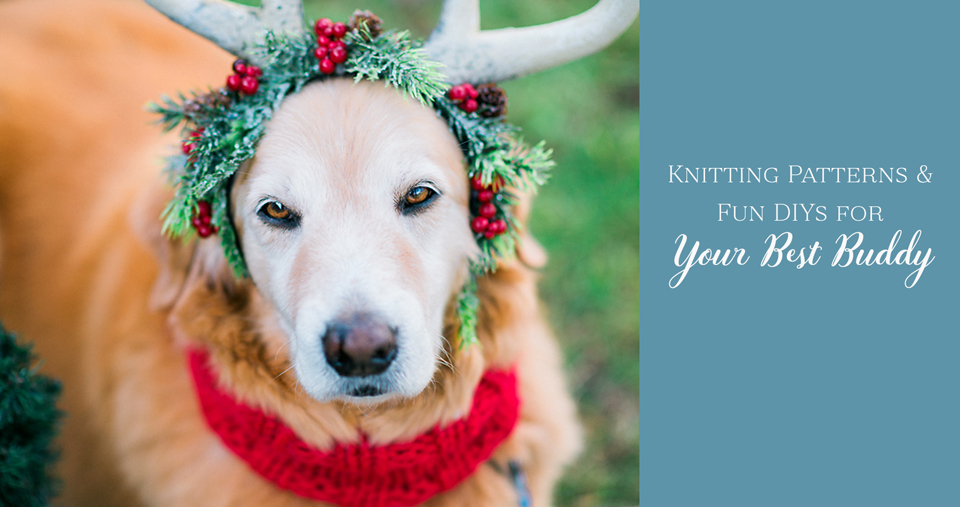 Knitting patterns and fun DIY projects for your dog