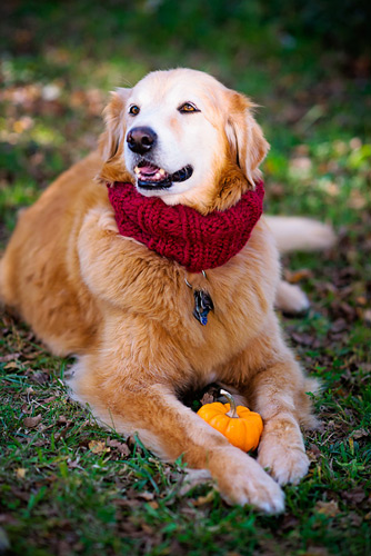 Knitting pattern from Pattymac Knits