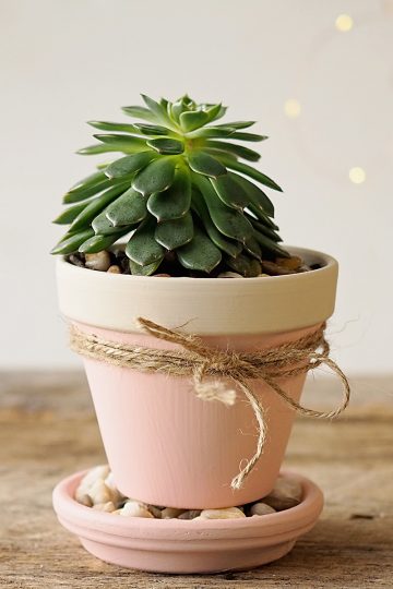 Succulents for Valentine's Day are such a pretty and thoughtful handmade gift. Indoor gardening is a great pick-me-up in winter.