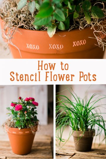 Minature rose in a stenciled terra cotta pot that says xoxo.